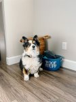 Shayla the Corgi is excited to have your furry friends stay with us 